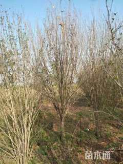 高度250厘米木槿