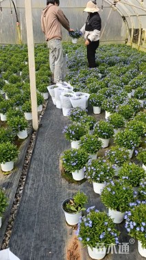 高度25厘米半边莲