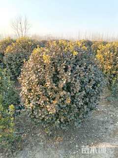 冠幅200厘米卫矛球