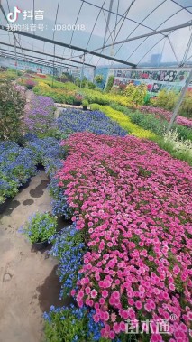 高度30厘米芍药