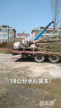 34公分池杉