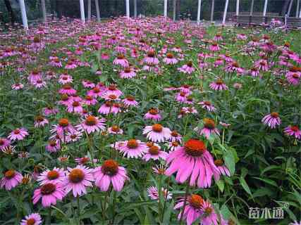 高度15厘米松果菊