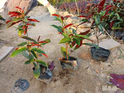 高度30厘米红背桂