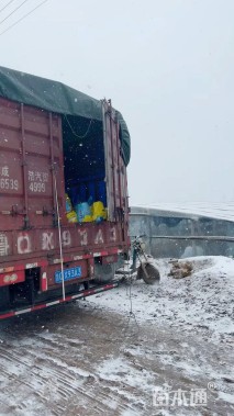 高度40厘米海桐