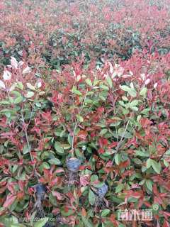 1.5公分红叶石楠