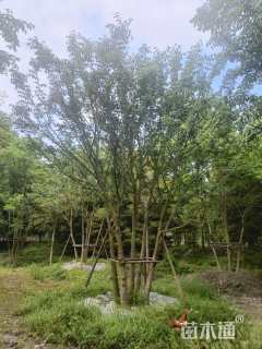 50公分丛生朴树