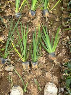 高度20厘米黄菖蒲