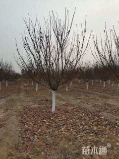 13公分日本晚樱