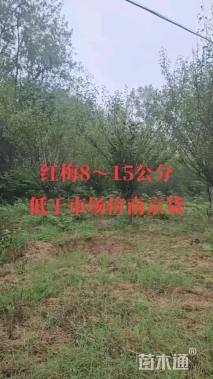 15公分红梅