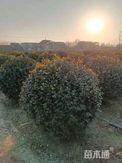 冠幅200厘米卫矛球