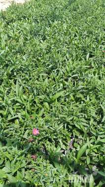 高度15厘米荷兰菊