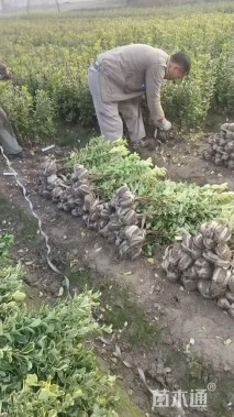 高度50厘米金边黄杨