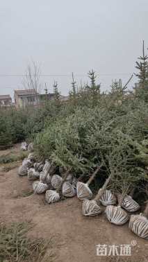 高度250厘米油松