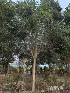 15公分大叶女贞