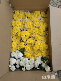 高度25厘米黄白菊