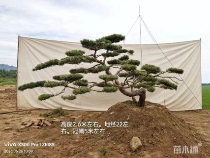 22公分造型黑松