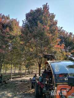 17公分美国红枫-红点