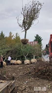 15公分日本晚樱