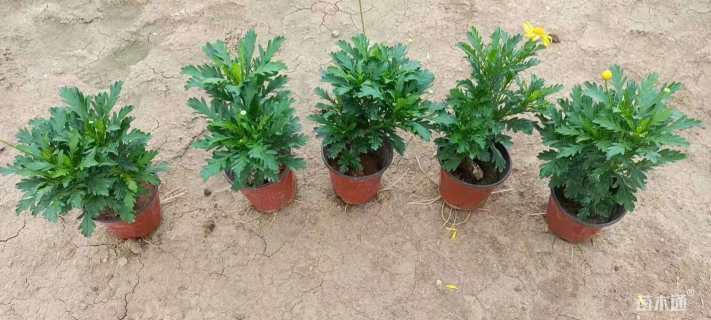高度30厘米黄金菊