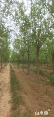 16公分速生白蜡