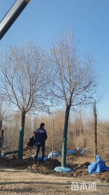 12公分金叶榆