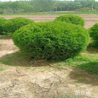 冠幅40厘米蜀桧