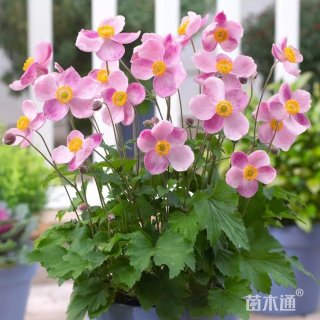 高度35厘米银莲花