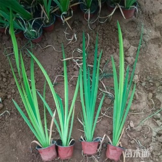 高度80厘米西伯利亚鸢尾