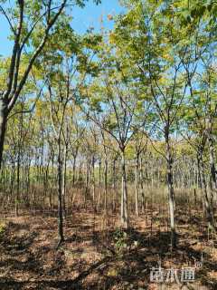 5公分黄山栾树