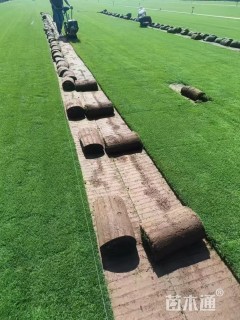 草卷状四季青草坪