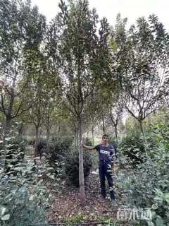 13公分绚丽海棠