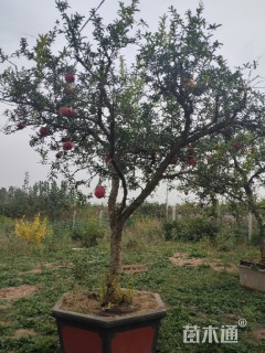 12公分造型石榴