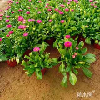 高度30厘米雏菊