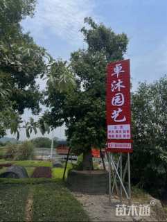 16公分凤凰木