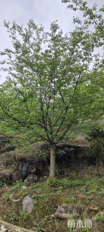 15公分日本早樱