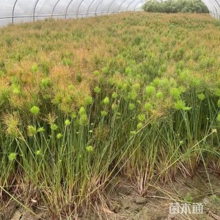高度30厘米莎草