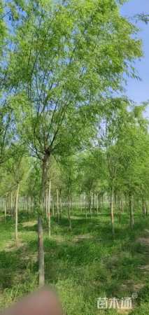 10公分西湖垂柳