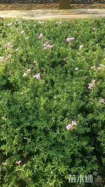 高度10厘米丛生福禄考