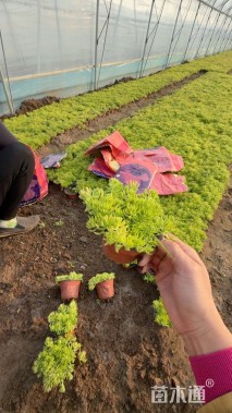 高度15厘米金叶佛甲草