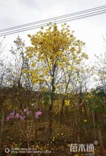 14公分黄花风铃木