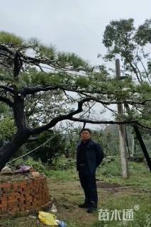 高度200厘米黑松