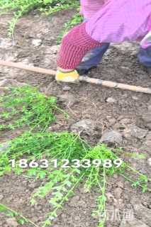高度60厘米迎春花