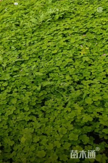 高度10厘米红花酢浆草