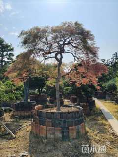 高度200厘米羽毛枫