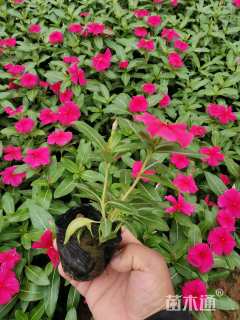 高度15厘米长春花
