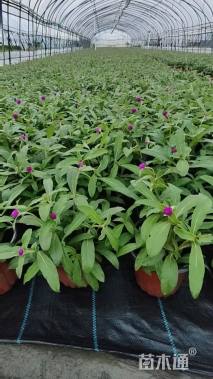 高度15厘米千日红