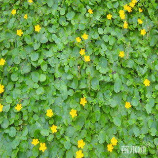 高度35厘米荇菜