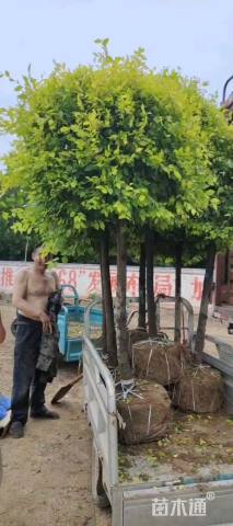 冠幅200厘米金叶榆球