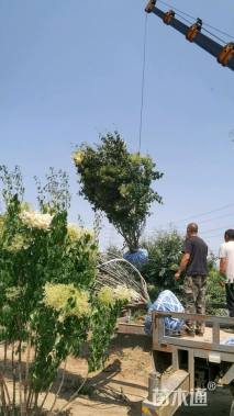 高度400厘米丛生暴马丁香