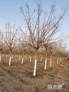 10公分金叶复叶槭